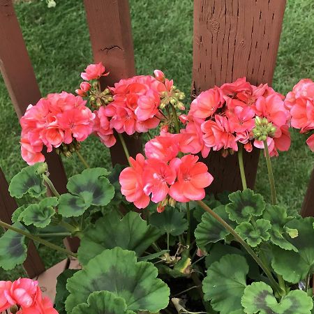 Molly'S Retreat B And B Orangeville Ngoại thất bức ảnh